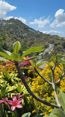 Morning scenes captured of Ko Samui landscape and pool