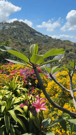 Morning scenes captured of Ko Samui landscape and pool