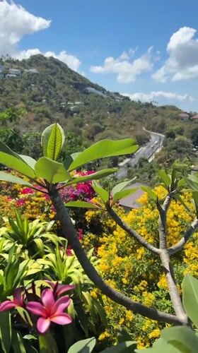 Morning scenes captured of Ko Samui landscape and pool