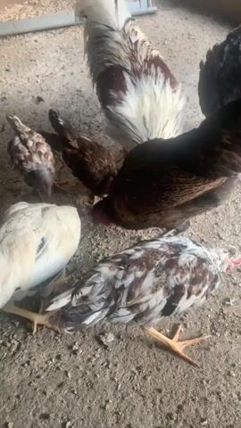 A group of chickens are pecking at the ground. The chickens have varied feather colors, including white, brown, black, and red. The ground is covered in sand and small wood chips. The chickens appear to be in an outdoor or semi-enclosed area, possibly a coop or pen.