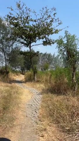 The video shows a paved pathway winding through dry, tall grass. A few trees are visible along the path, with one larger tree dominating the foreground on the right side of the frame. The sky is blue with some clouds. The scene appears to be outdoors, possibly in a park or natural area. The camera is moving, suggesting it's being held by someone walking along the path.