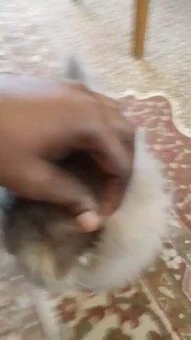 A gray, fluffy kitten is standing on an ornate rug. The camera circles the kitten. The kitten meows. Someone pets the kitten on its back.