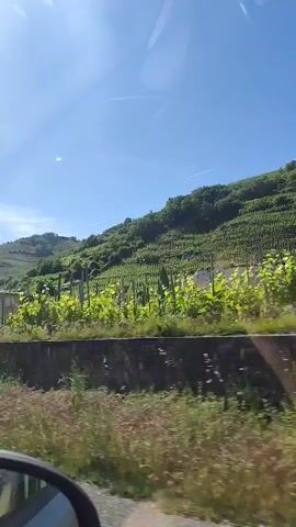 The video shows a car's-eye view of a sunny day in a small town or rural area. The car is moving along a road, passing by vineyards on hillsides. There is a sign indicating a bicycle path, a few houses with tiled roofs, a large pine tree, and a white car parked in a gravel lot. The sky is clear and blue.