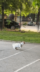 Woman plays with dog at basketball court in Pleven