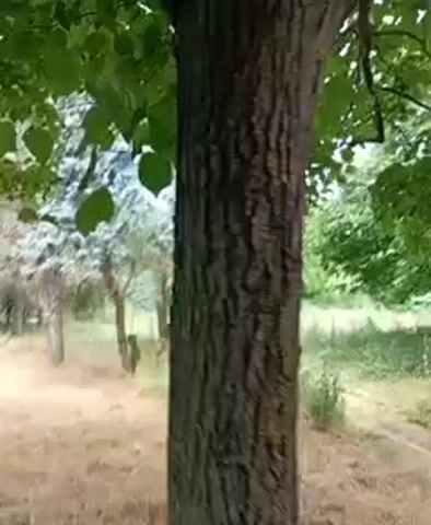 The video shows a first-person perspective of walking through a wooded area. The camera pans across trees and foliage. In the first frame, a close-up of tree bark is visible in the foreground, with green leaves overhead and a blurry background of trees and dry grass. As the video progresses, the view shifts to show more of the surrounding environment, including a path or dirt area in the foreground, various trees of different types and sizes, and a bright sky. The overall impression is a walk through a natural outdoor setting, possibly a park or a forest, on a daytime with diffused light. There are no people or animals visible in the video, and no discernible actions or interactions are occurring beyond the movement of the camera.