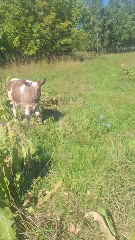 A young calf stands in a grassy field, looking towards the camera. The calf is brown and white. It is surrounded by green grass and some larger plants with broad leaves. In the background, there is a line of trees with green foliage, and the sky is blue with a few clouds. The lighting suggests it is daytime and sunny.
