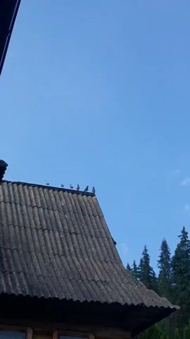 A flock of pigeons is perched on the edge of a grey, tiled roof. The roof appears to be on a wooden building. Behind the building, a dense forest of green trees rises against a clear blue sky. The camera is positioned looking upwards towards the roof and sky.
