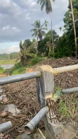 The camera shows the scene over a metal railing overlooking a debris-filled ditch and a body of water beyond. The railing is gray and shows signs of age and damage. The ditch is filled with a large amount of woody debris, including sticks and small logs. There are also some small pools of water. Beyond the ditch, there is a narrow body of water, and then a thick line of trees and vegetation. Palm trees are visible, and the sky is cloudy with patches of blue. The video focuses on the environment and does not show any people or significant interactions. The overall impression is one of neglect and natural overgrowth.