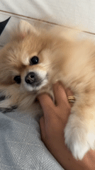 Pomeranian chills on a Tbilisi bed on a quiet morning
