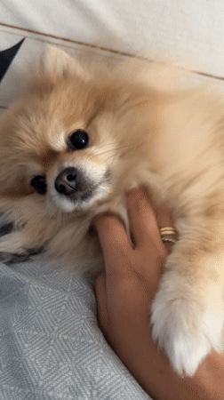 Pomeranian chills on a Tbilisi bed on a quiet morning