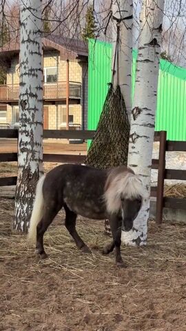 The camera focuses on a small gray pony with a white mane in an outdoor pen with tan dirt flooring strewn with pieces of straw. The pony walks slowly to the right side of the frame, then stops. To the left are two white-barked trees, a brown fence, and a multi-story house with tan siding, balconies, and windows. To the right of the pony are a green metal building and a black hay net hanging between two trees. The sky is overcast.