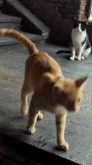 Cats, drums, and dinner on a Tbilisi summer evening