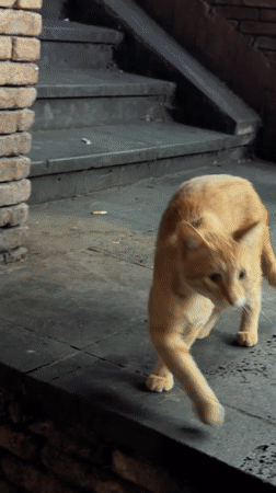 Cats, drums, and dinner on a Tbilisi summer evening