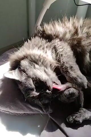 A long-haired grey cat is curled up on a grey cushion, basking in sunlight. The cat is licking its paw, its pink tongue visible. The background is out of focus but appears to be an indoor setting with a window.