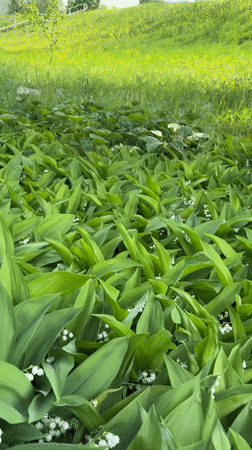 Spring morning life captured across Markovskii, Russia in seventeen minutes