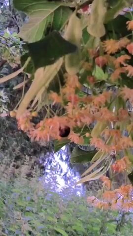 A bumblebee is shown actively foraging on the blossoms of a linden tree. The camera is positioned close to the tree, focusing on the delicate, light-orange flowers and the fuzzy insect as it moves between them. The background is blurred, suggesting a shallow depth of field, with hints of green foliage and a diffused light, possibly from the sky. The overall scene captures a moment in nature, highlighting the bee's diligent work among the blooming flowers.