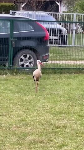 A white stork walks across a grassy area in Zaķumuiža, Latvia. The stork, with its long, slender red legs and beak, moves deliberately from the background towards the camera, then dips its head down. In the background, behind a green metal fence, two cars are visible. The car closest to the fence is a dark-colored SUV or hatchback, partially obscured by the fence. Behind it, another dark car, possibly a sedan, is parked further back. The scene suggests an outdoor setting, likely a field or lawn adjacent to a residential or parking area, under bright daylight.