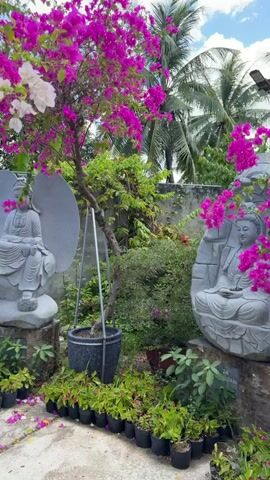 The video shows a pathway lined with potted plants and flowering bougainvillea trees in shades of vibrant pink and white. In the background, two stone statues of Buddha figures are visible, seated in meditation. The environment appears to be a garden or a spiritual retreat, with lush greenery and a concrete pathway. The bougainvillea flowers are in full bloom, with many petals scattered on the ground, creating a colorful and serene atmosphere. The video pans slowly, showcasing the beauty of the garden and its tranquil elements.