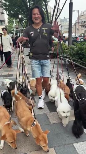 Big pack of dogs out for a walk in Shibuya