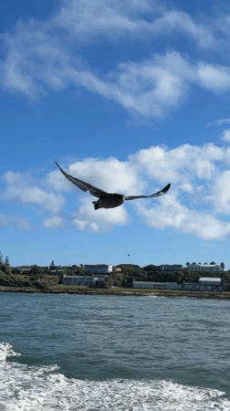 Boat tour captures coastal wildlife near Van Dyks Bay