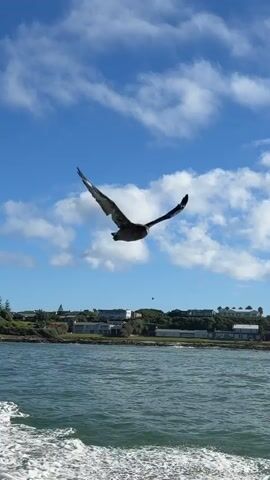 A large bird with dark brown and white plumage, possibly an albatross or skua, flies gracefully alongside a moving boat on a sunny day. The bird has a wide wingspan and glides close to the water, occasionally dipping low. The sky is bright blue with scattered white clouds.

A person, wearing a light-colored beanie, a light blue t-shirt, a black vest, and green pants, stands on the boat. They extend their right hand towards the flying bird, which comes very close, seemingly interacting with the person. The bird's flight path shows it circling back towards the person's hand.

In the background, a coastline is visible with several white and light-colored buildings nestled among green trees and shrubs. The water is a deep blue-green, and the boat leaves a white foamy wake behind it. The scene suggests a calm, pleasant day on the water, likely in a coastal area like Overstrand Local Municipality, South Africa.