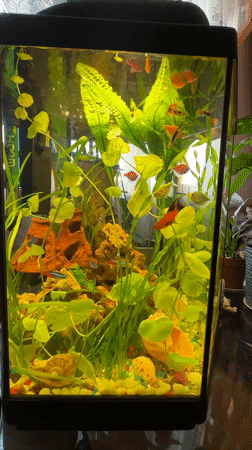 Inside a decorated Mykolaiv home with a tropical aquarium