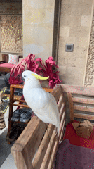Sulphur-crested Cockatoo spotted on bench in Ubud, Indonesia