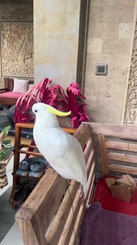 Sulphur-crested Cockatoo spotted on bench in Ubud, Indonesia