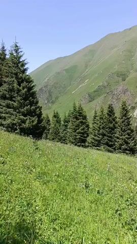 This video shows a view of a grassy mountain slope dotted with evergreen trees under a clear blue sky. The grass in the foreground is lush and green, interspersed with small white and yellow wildflowers. A line of evenly spaced evergreen trees runs across the mid-ground, forming a natural border. Behind the trees, a large, gently sloping mountain dominates the background. The mountain is covered in green vegetation, with some patches of rocky terrain and visible tracks or paths winding up its face. The overall impression is one of a serene, natural landscape, possibly a mountainous region in a temperate climate during springtime or early summer.