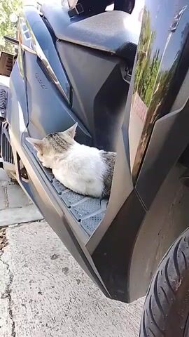 A tabby and white cat is resting on the floorboard of a parked motorcycle. The cat is facing to the left and appears to be asleep. The motorcycle is black and has a dark gray seat. The ground is paved with concrete. In the background, there is a vehicle and some trees. The lighting suggests it is daytime.