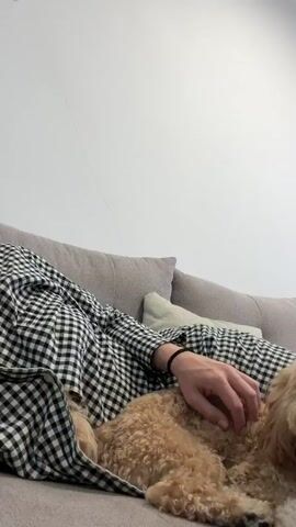 The video shows a light-skinned person wearing a black and white checkered shirt petting a small, light brown dog with curly fur. The dog is lying on a gray sofa with several pillows. The person's left hand is visible, stroking the dog's back and neck. The dog appears to be relaxed and is looking towards the camera. The background consists of a white wall and a white curtain.