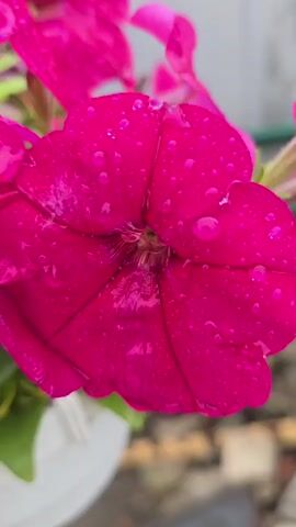 The video shows a close-up, shallow depth of field shot of several bright pink petunia flowers. Water droplets are visible on the petals of the flowers, suggesting they have recently been watered or rained on. The background is blurred and out of focus, but appears to be an outdoor setting with some green foliage and a neutral-colored wall or fence. The lighting is bright, highlighting the vibrant color of the flowers. There are no people or animals visible in the video. The focus of the video is the intricate details of the petunia flowers and the water droplets.
