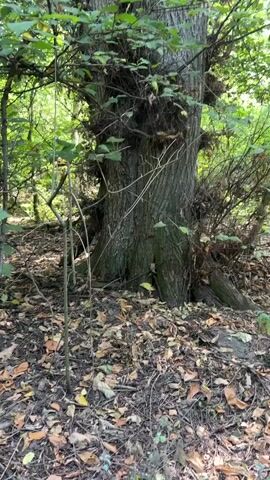 The video shows a close-up of a large tree in a forest. The tree has a thick, gnarled trunk covered in dark brown bark. There are many dark, bristly growths attached to the trunk at various heights, some of which appear to be nests or galls. The surrounding area is covered in fallen leaves and dry foliage, indicating an autumn or dry season setting. The tree is surrounded by other trees and dense green foliage, suggesting a wooded environment. The camera slowly pans upwards, revealing more of the tree's trunk and the surrounding branches and leaves. There are no people or animals visible in the video.