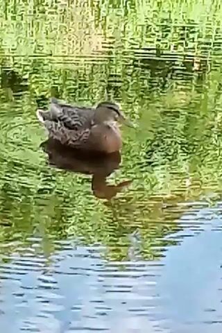 A duck is swimming in a body of water. The duck is brown and grey. The water is calm and reflects the green foliage on the bank.