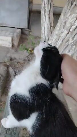 A human hand strokes the head of a black and white cat. The cat is facing away from the camera and looking upwards. The cat has white fur on its face and chest, with black fur on its back and head. The hand is stroking the cat's forehead and ears. The background is blurred but appears to be outdoors with a tree trunk visible.