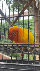 Morning visit to tropical chocolate shop in North Kuta