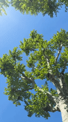 London resident captures upward tree canopy views on spring afternoon