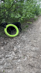 Pack of dogs spotted resting, playing in Nizhny Tagil countryside