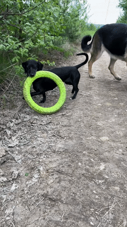 Pack of dogs spotted resting, playing in Nizhny Tagil countryside