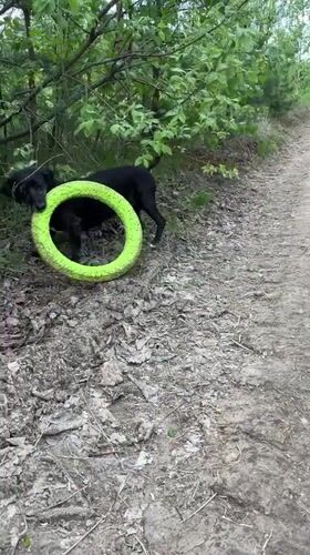 Pack of dogs spotted resting, playing in Nizhny Tagil countryside