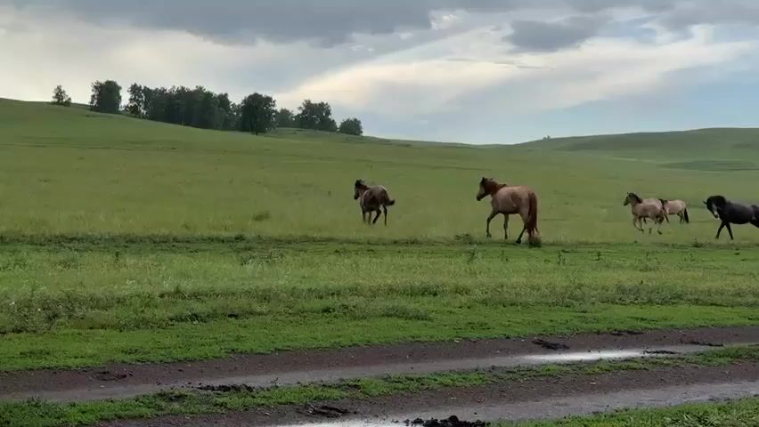 A herd of horses runs across a grassy field under a cloudy sky. The horses are of various colors, including brown, black, and light brown. Some of the horses are adults, while others appear to be foals. The field is green and appears to be a pasture. In the background, there are rolling hills covered in trees. A dirt road with puddles is visible in the foreground. The overall scene is one of a natural landscape with animals in motion.