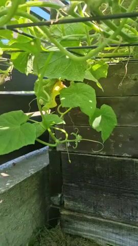 The video shows a close-up view of a cucumber plant growing on a trellis. The cucumbers are green and bumpy, and some are attached to the plant with vines. The plant is growing in a raised garden bed made of weathered wood. The background is out of focus, but it appears to be a garden setting with grass and other greenery. The lighting is natural, suggesting it is daytime. There are no people or animals visible in the video. The camera is handheld and appears to be moving slowly, focusing on the cucumbers and leaves.