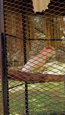 A white cockatoo with a pink crest stands on a branch inside a cage. The bird turns its head to the right, then to the left. The cage is made of wire mesh. The background is blurry green foliage.