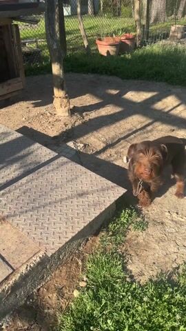 The video shows a brown, scruffy dog on a short chain outdoors. The dog is standing on dirt and grass near a metal platform. There is a tree nearby, and in the background are potted plants and a fence. The dog looks toward the camera. The camera briefly shakes.