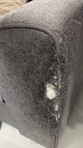 The video begins with a close-up of a gray couch with visible damage on the side, including frayed fabric and a hole revealing white stuffing. The camera pans upward to show more of the couch, including a light tan pillow. A person's arm reaches into the frame and pets a brown and tan tabby cat sitting on the couch. The cat appears to be a Scottish Fold breed, judging by its folded ears. A small black and white bag is visible near the cat on the couch.
