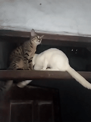 Two cats perch on door frame, observe room below