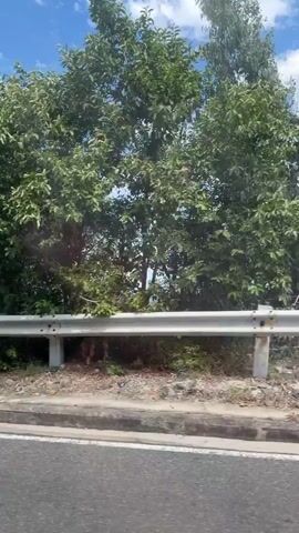 A video captures a view from a moving vehicle. The scene consists of a road with a guardrail on the right side. Beyond the guardrail, there is vegetation, including trees and bushes. In some shots, the ocean is visible, with a blue sky and scattered clouds above. The guardrail is made of metal poles and a horizontal bar. Some posts along the guardrail have red and white markings. There are occasional signs of litter near the guardrail and on the side of the road. The overall environment appears to be a coastal area with lush greenery.