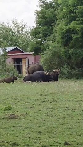 A herd of gaur, large bovines with dark brown to black coats and distinctive white socks, are resting in a grassy enclosure. In the foreground, two gaur are lying down, one dark and massive, the other slightly lighter. Behind them, another gaur stands facing away from the camera, its back to the viewer. To the far left, a smaller, lighter-colored juvenile gaur is also lying down. The environment appears to be a zoo or wildlife sanctuary, with a simple red-roofed building and a metal fence visible in the background, surrounded by lush green trees. The sky is overcast. The overall scene depicts a peaceful moment of rest for the animals in their habitat.
