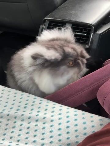 A fluffy Persian cat with grey and white fur is sitting in the backseat of a car. The cat has one eye open and is winking. The cat's fur is messy and appears to be sticking up in places. The cat is partially covered by a patterned blanket and a maroon blanket or piece of clothing. A car's air vent is visible behind the cat.