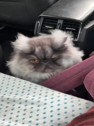 Messy-furred Persian cat riding shotgun in Belgrade